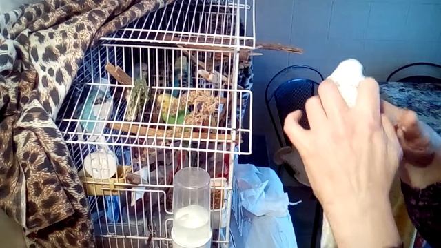 Продолжение темы как давать попугайчикам кашу из шприца на примере попугайчиков разного размера
