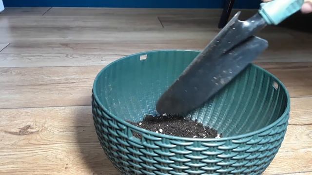 Замиокулькас// Результаты укоренения листом// Пересадка смотреть онлайн