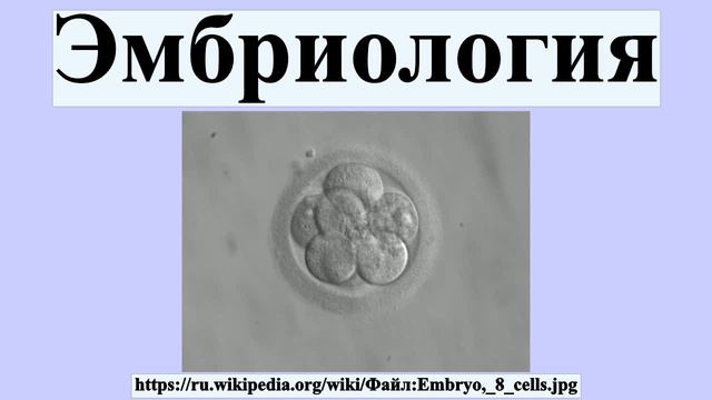 Эмбриология