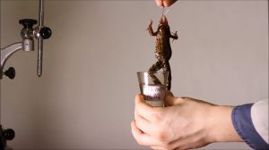 Опыт И.М. Сеченова (Сеченовское торможение).