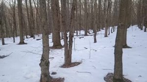 1 января 2024. Проверяю капканы.