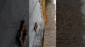 Демонтаж мягкой кровли минипогрузчиком боб-кет.