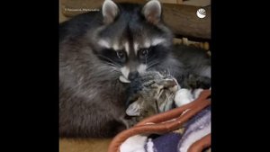 Кот собака и енот