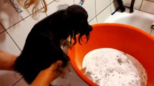 моем наших йорков//Как мыть йорков?