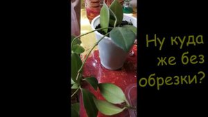 Моно Лиза Эсхинантус черенкование