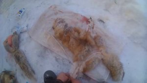 солим шкуры лисы для хранения