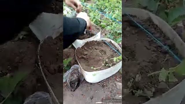 5.05.2020 Сажаем экзотику маракуйя северная,гранадилла, пейшнфрут