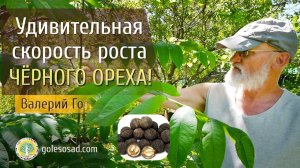 Удивительная скорость роста черного ореха!