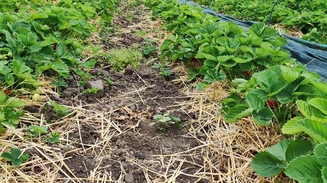 Азия. Начинаем сбор клубники гиганта!)) смотреть онлайн