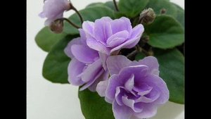 Видеоклип  к песенке "Лучше друга не найти"