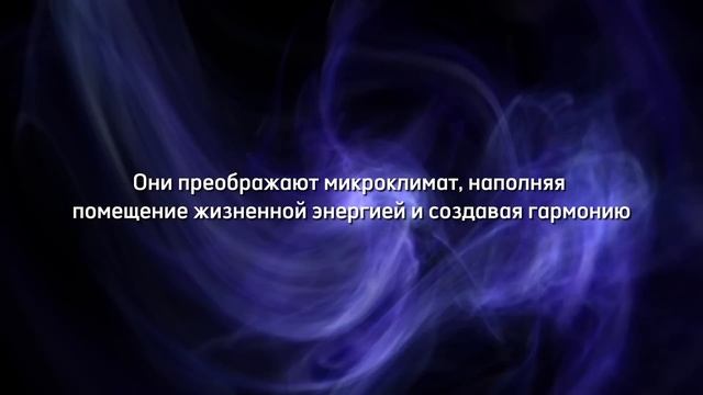 Жгут и Молчат! Загадочный Эффект Лаврового Дыма: Реакция, о которой не говорят смотреть онлайн