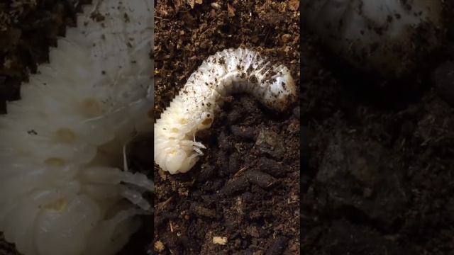 Larval life cycle - molting смотреть онлайн