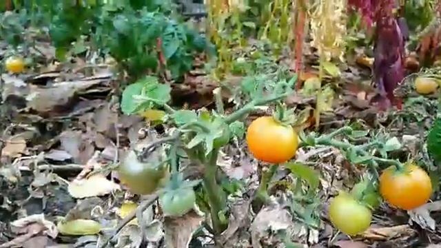 Тактильный сад в Москве предлагает провести эксперимент с органами чувств смотреть онлайн