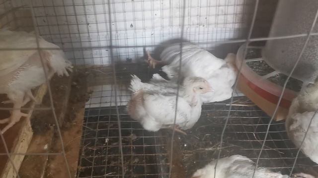 Цыплятам бройлерам 3 недели. Как они поживают без меня. смотреть онлайн