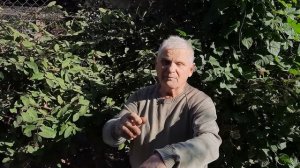 Самое лучшее народное средство от ожогов