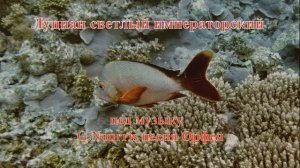 11. Луциан светный или красный рифовый окунь под музыку  G.Nourris песня Орфея HD