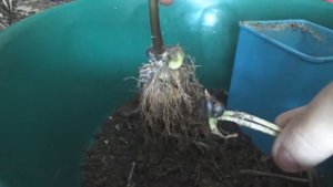 Размножение лилий бульбочками