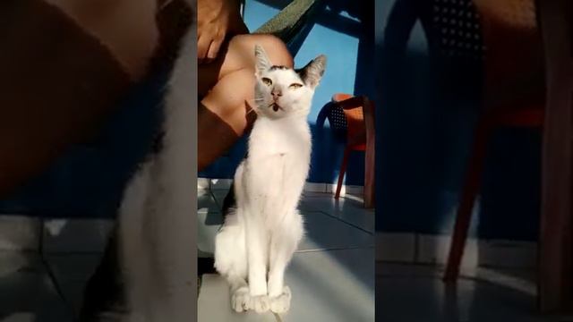 só a preguiça, coragem nem pra tirar a remela dos olhos kkkkk смотреть онлайн