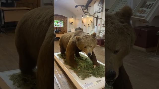 Рыбинский музей с юмором 3 смотреть онлайн