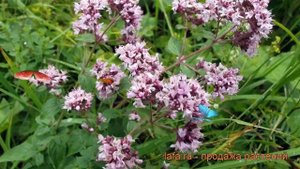 Душица обыкновенная (origanum vulgare) ? обыкновенная душица обзор: как сажать, рассада душицы