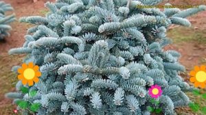 Пихта высокая Глаука. Краткий обзор, описание характеристик abies procera Glauca
