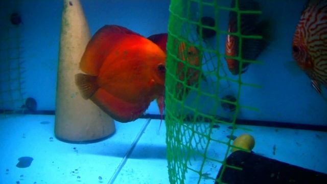 Анализ ошибок разведения и работа с мальком #aquarium #аквариумныерыбки #discus #аквариум #дискусы