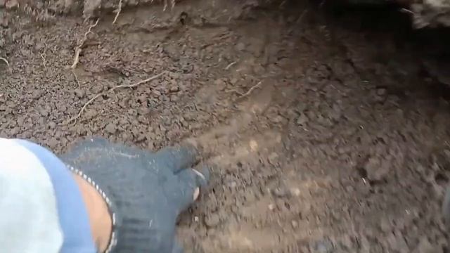 Картофель сарпо мира выращен под соломой по технологии посадил и выкопал без окучивания смотреть онлайн