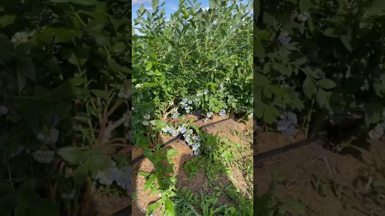 Голубика Блюкроп. Подмосковье. #голубика #голубикасадовая #голубикаягода #подмосковье смотреть онлайн