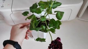 Пеларгония Royal Black Rose. Описание сорта капризной красавицы! Раскрываю секрет, чтобы зацвела!