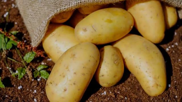 Купить Сорт Картошки Королева Анна