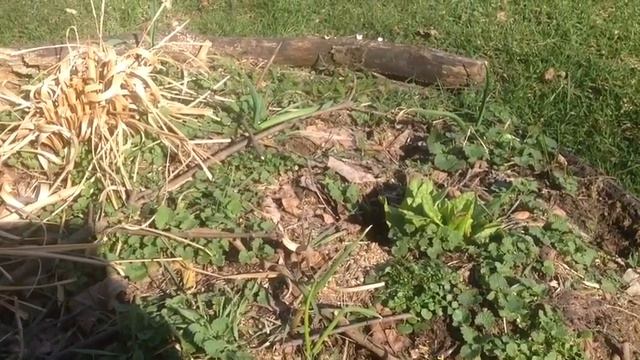 Late Winter Foraging Zone 5/6 смотреть онлайн