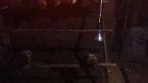 ШОК!     ОГРОМНАЯ КРЫСА В КУРЯТНИКЕ