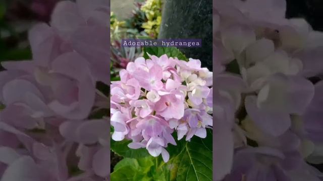 hydrangea in pink | so adorable смотреть онлайн