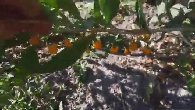 Годжи смотреть онлайн