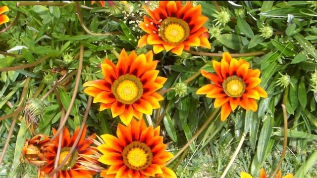 Гацания, Газания цветок солнца. Gazania sun flower.