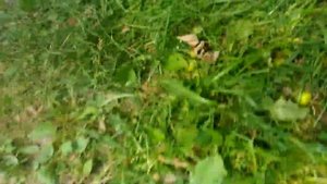 Как быстро бегает ежик )