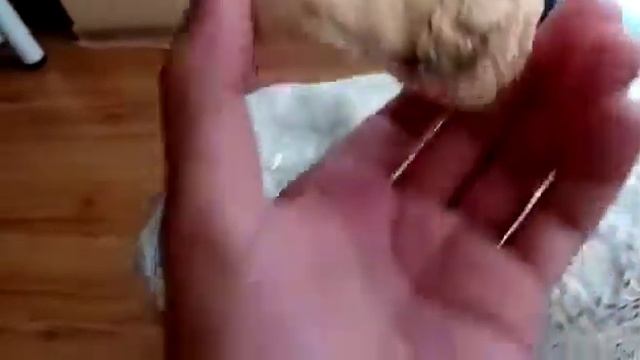 ежевик ферма Ставраполь