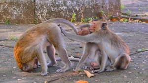New funny video of big monkey steal milk from mother | super funny monkey hungry just try milk