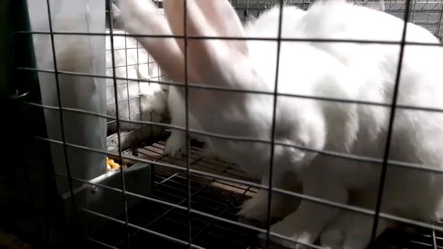 Эффективный прикорм l КРОЛИКИ l Бешенный рост l Почему кукуруза смотреть онлайн