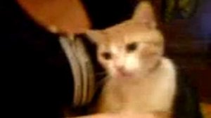 Кошка не умеющая мяукать