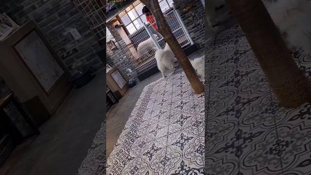 Самое лучшее кафе с собаками #korea #сеул #животные смотреть онлайн