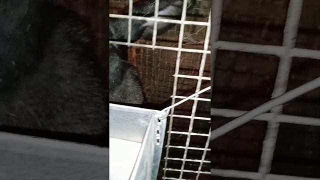 Рецепт гранулы для кроликов. Привесы молодняка в 65 дней и 50 дней. часть 2 смотреть онлайн