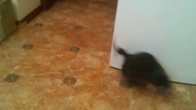 Черный котенок в добрые руки!