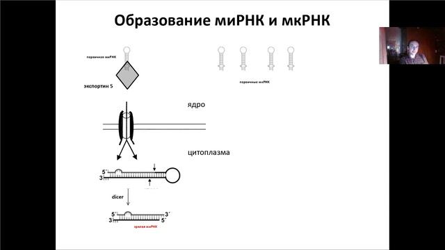 Основы молекулярной и клеточной биологии, Лекция 5. Некодирующие РНК