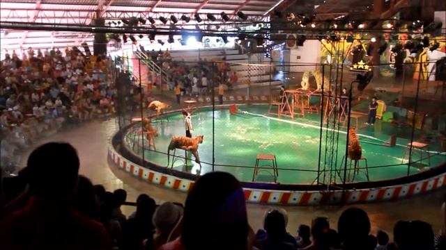 Шоу Тигров.  Тигровый зоопарк Сирача / Siracha Tiger Zoo (Тайланд)