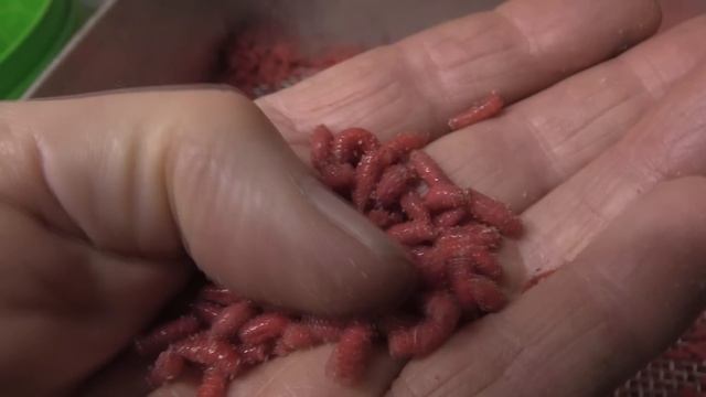 How Maggots are Made ? (But they work!)