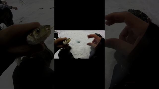 Ловля корюшки на гирлянду от Mr. Musurok