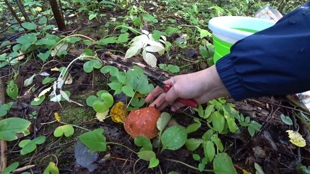 Вот это удача! По грибы 9 сент 2023 1ч. смотреть онлайн