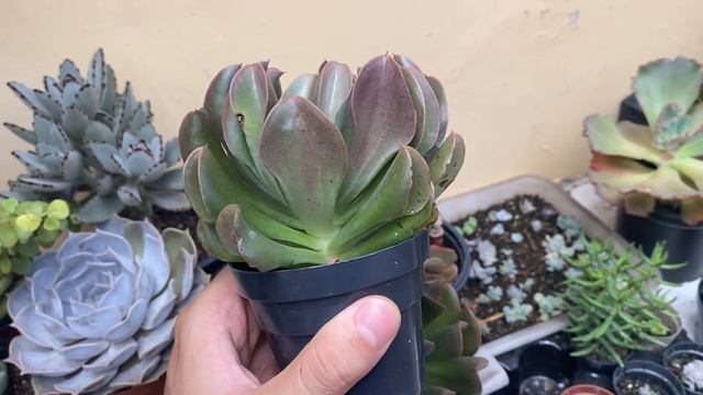 Echeveria Dark Vader: Tudo sobre essa Suculenta смотреть онлайн