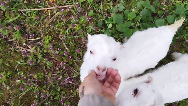 наши козы. Ламанча